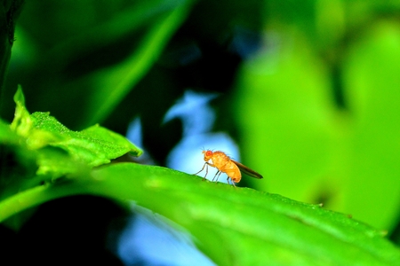 Fruit Fly in orange in green nature (Drosophila Melanogaster)の写真素材