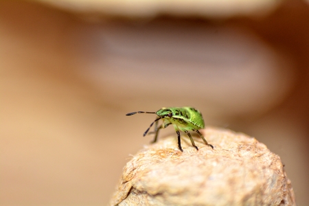 Nymph of a green stink bug, Palomena prasinaの写真素材