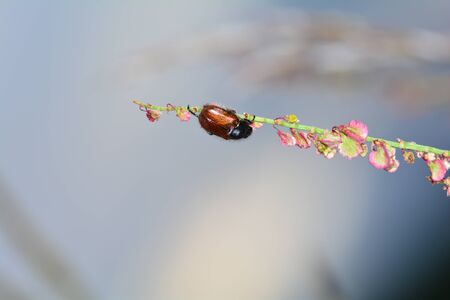 One Garden foliage beetle    ( Phyllopertha horticola )  on plant with light blue background and...