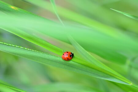Red ladybug on green grass with many copy spaceの写真素材