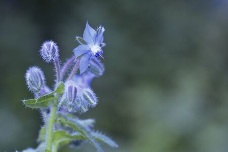 Borage flowers and bud (Borago officinalis) in the back light, in front of green nature with bokeh...