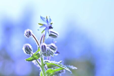 Borage flowers (Borago officinalis) in the back light, in the garden in front of blue sky, with plenty of copy spaceの写真素材