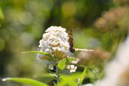 One Comma   (  Polygonia c-album  ), butterfly on white summer lilac in green and yellow nature with...