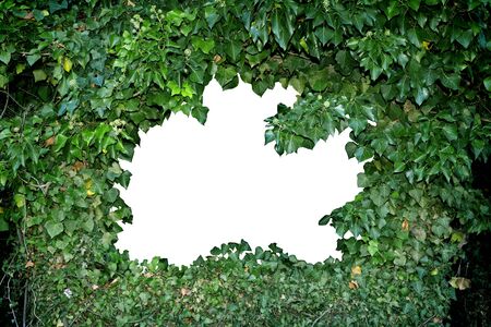 Green Ivy plants in circle, middle white as copy spaceの写真素材