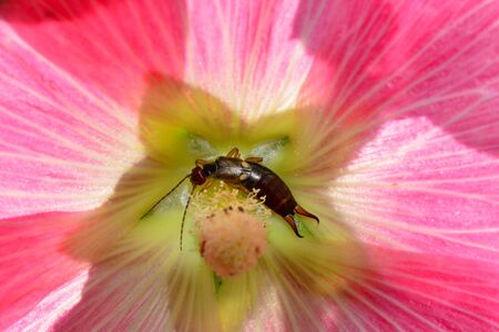A Earwig (Dermaptera) in pink flower with copy spaceの写真素材