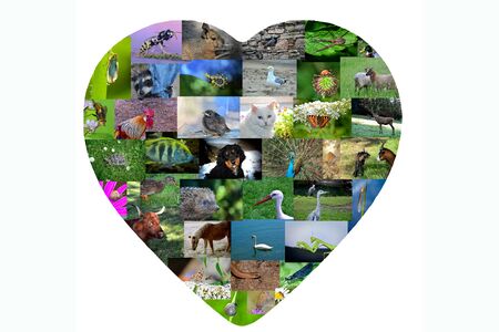 A heart for animals - many animals in one heart with white backgroundの写真素材