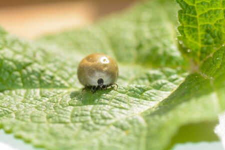 Blood-sucking ectoparasites - A tick soaked in blood on a green leaf