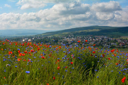 Meadows with cornflowers and poppies, with a view of the holiday village Ostheim in the Rhoen, Bavaria, Lower Franconia, Germanyの写真素材