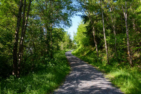 Sun shines through trees, with a path through the green forest
