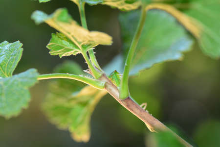 One Green Cicada - Buffalo treehopper (Stictocephala bisonia) in green nature with copy space
