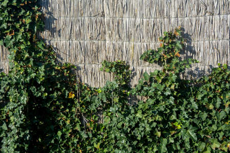 Tree and plants in a front yard, on a wooden wall with copy space