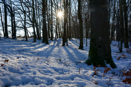 Sunrise behind the trees in the forest, with snow and long shadows  in Spessart, Bavaria, Germanyの写真素材