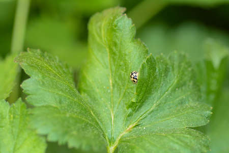 Ladybird with black  template  on plant in green nature