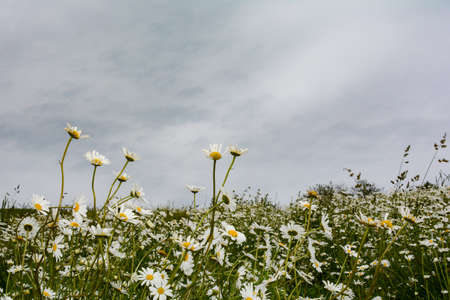 Large green meadow with lots of daisies and sky with copy spaceの写真素材