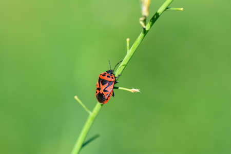 Red and black bug on a stalk