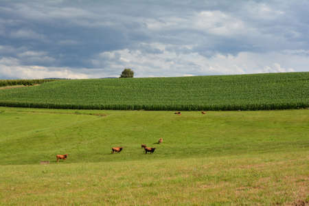 Big green meadow with some brown cows in front of a corn field with a blue skyの写真素材