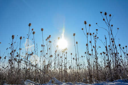 Trees in winter, with lots of snow, blue skies and copy spaceの写真素材