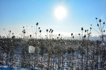 Wild teasel in a field in winter with snow, at sunrise with blue sky