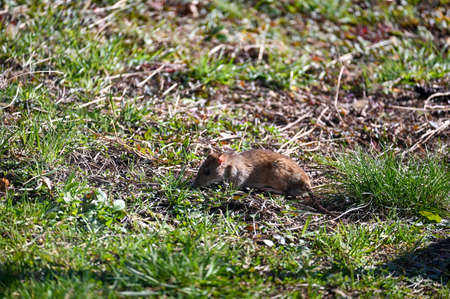 A brown wild brown rat ( Rattus norvegicus ) in broad daylight in the green grass in the gardenの写真素材