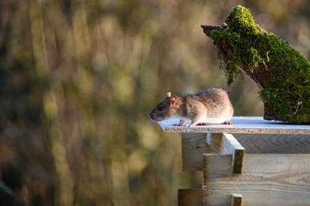 A brown wild brown rat ( Rattus norvegicus ) sits on a wooden composter in the gardenの写真素材