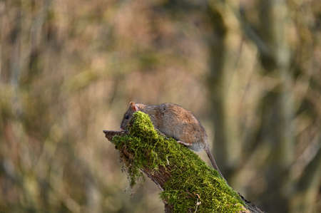 A wild brown rat ( Rattus norvegicus ) on an old branch with green moss