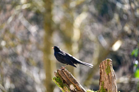 A black male blackbird ( Turdus merula ) perches on an old branch in the wild