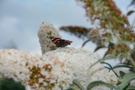 An admiral butterfly ( Vanessa atalanta ) perches on white buddleia in natureの写真素材
