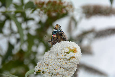 An admiral butterfly ( Vanessa atalanta ) perches on white buddleia in natureの写真素材