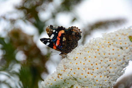 An admiral butterfly ( Vanessa atalanta ) perches on white buddleia in natureの写真素材