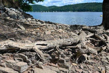 Brown stones and dried up roots of a tree on the shore of a lakeの写真素材