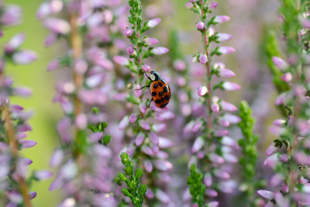A ladybug in a pink heather plantの写真素材