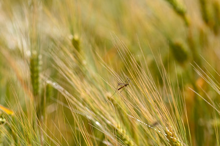 Big cranefly in a golden grain fieldの写真素材