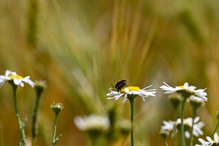 Two Red-necked Bucks (Stictoleptura rubra) mating, with lots of pollen on the body, on a...