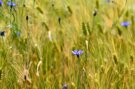 Blue cornflowers ( Centaurea cyanus ) in a cornfieldの写真素材