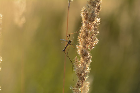 Big cranefly  ( Tipulidae )  in the sunlight on a plantの写真素材