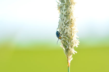 Two-spot wart beetle ( Malachius bipustulatus ) on a plant in green natureの写真素材