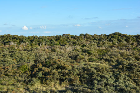 Landscape behind the sand dunes on the North Sea coast in the Netherlands on the island of Schouwen-Duivelandの写真素材