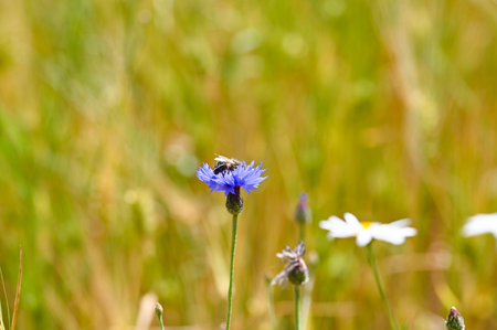 A cornflower (Centaurea cyanus) with a Insect  in a cornfield