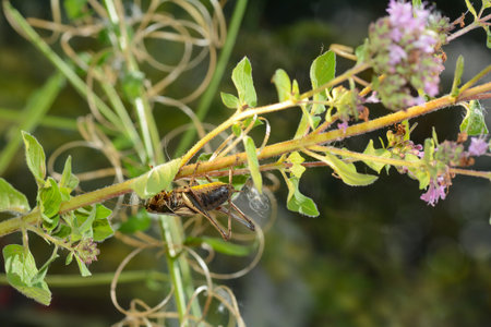 Common bush cricket ( Pholidoptera griseoaptera ) on a plantの写真素材
