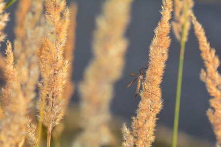 Big cranefly  ( Tipulidae )  in the sunlight on a plantの写真素材