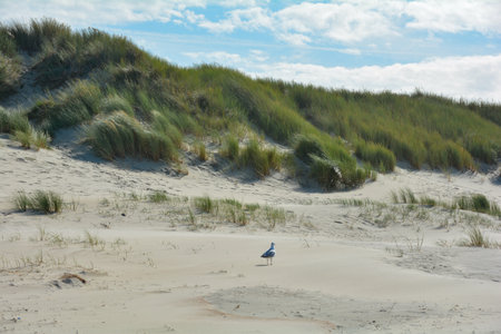 Scenery behind the sandy dunes on the North Sea coast in the Netherlands on the island Schouwen-Duiveland  with a seagullの写真素材