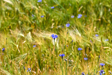 Blue cornflowers ( Centaurea cyanus ) in a cornfieldの写真素材