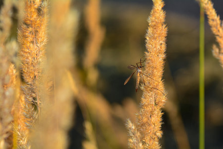 Big cranefly  ( Tipulidae )  in the sunlight on a plant