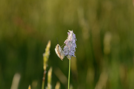 A large woolen slider  ( Bombylius major )  on plant in natureの写真素材