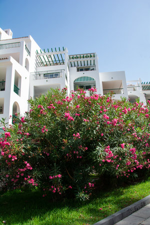 Bungalow complex with flowers bush on Canary Island Tenerife, Costa Adeje, Spainの写真素材