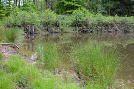 Shore at a small lake with wooden posts in the water and reflection of trees in the waterの写真素材