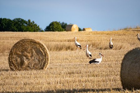 White storks ( Ciconia ciconia ) between hay bales in a harvested field with blue skyの写真素材