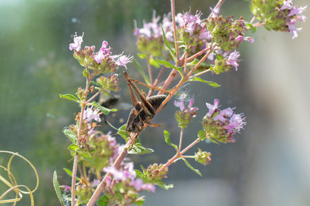 Common bush cricket ( Pholidoptera griseoaptera ) on a plantの写真素材