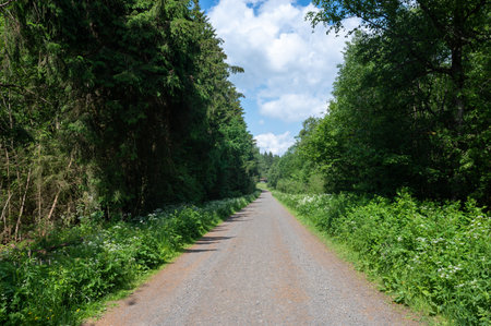 Dirt road among green trees with blue sky and white cloudsの写真素材