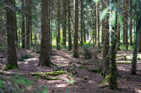 Bare trees in the forest in sunlight